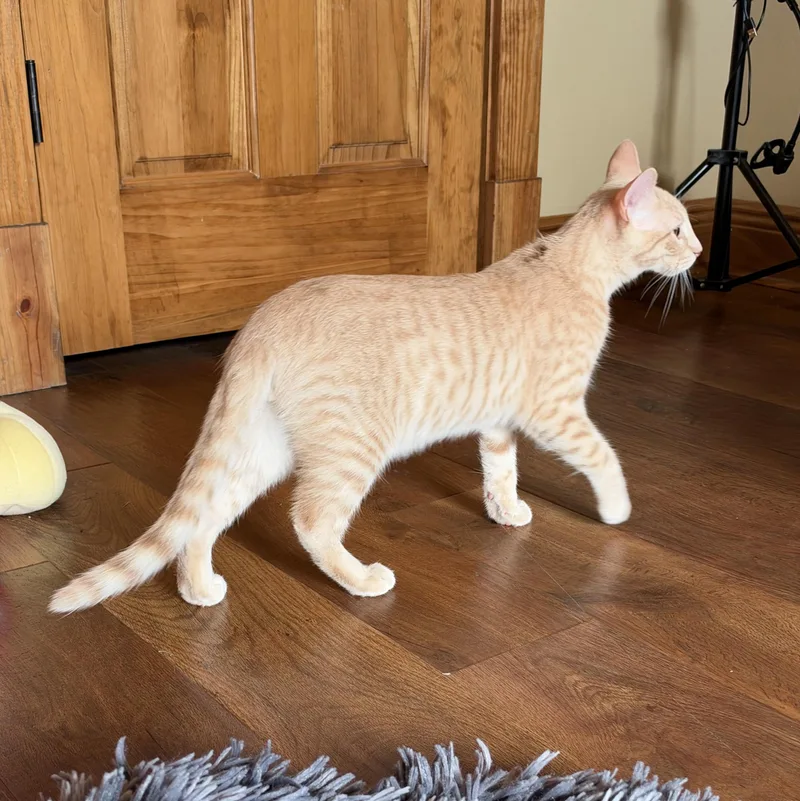 A baby medium-sized male Tabby (Orange / Red) Domestic Short Hair cat named Koda for adoption in Alexandria, LA