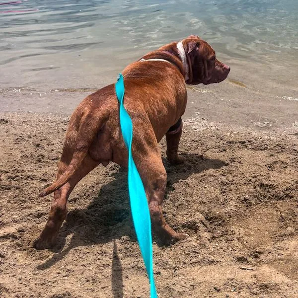 An adult large-sized female American Staffordshire Terrier dog named Sweet Potato for adoption in Des Moines, IA