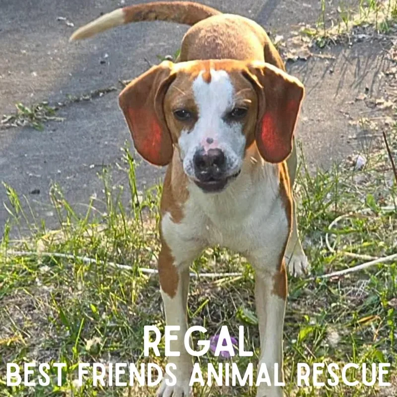A young small-sized female Beagle dog named Regal for adoption in Wasilla, AK