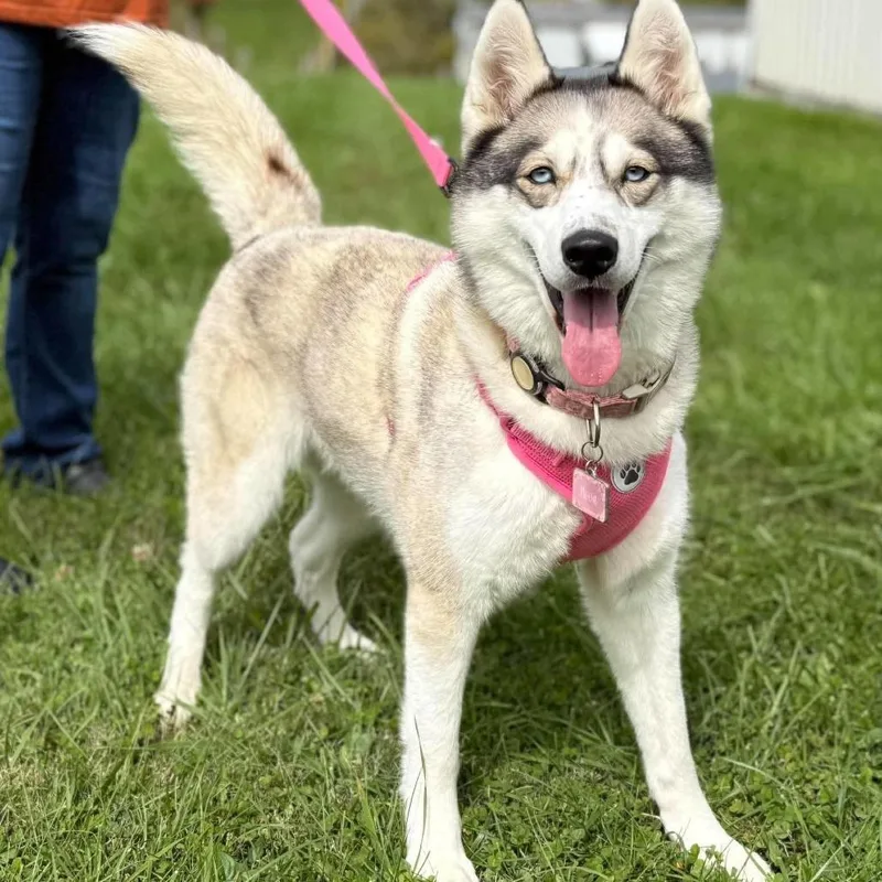 An adult medium-sized female White / Cream Husky dog named Nova for adoption in Alexandria, VA