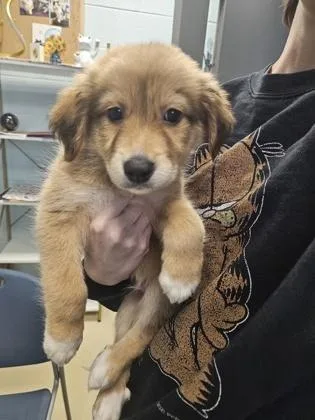 A baby large-sized male Mixed Breed dog named Zinger for adoption in Munster, IN