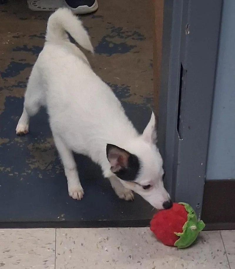 Cappuccino thumbnail 2