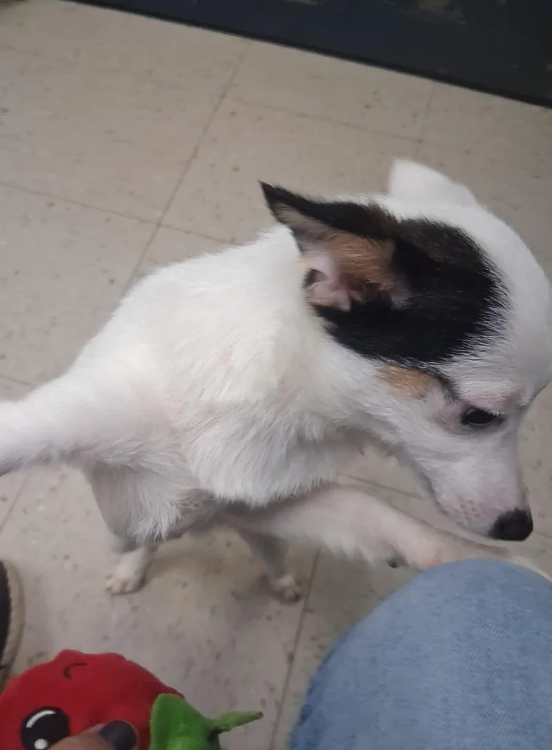 Cappuccino thumbnail 3