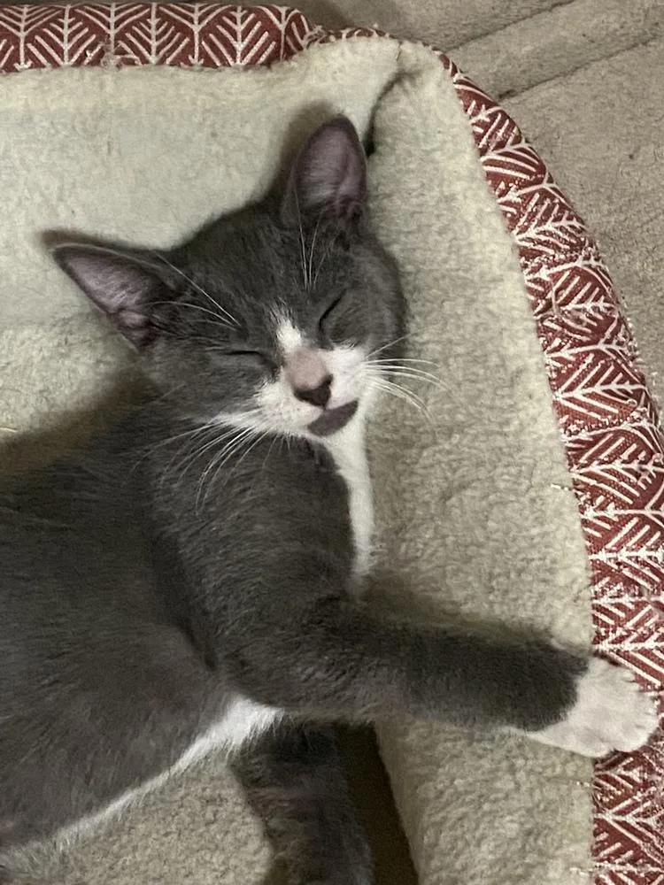 A baby small-sized male Domestic Short Hair cat named Nunchuck for adoption in Fort Walton Beach, FL