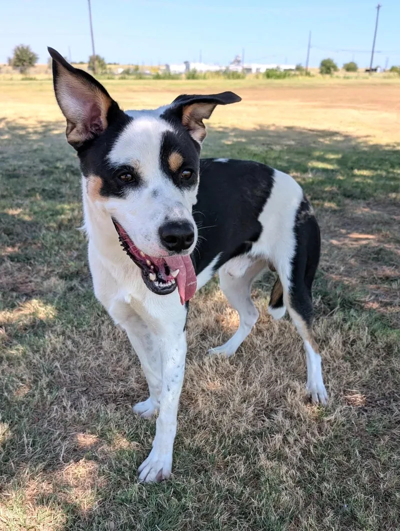 An adult medium-sized male White / Cream Labrador Retriever dog named Baxter for adoption in Cleburne, TX