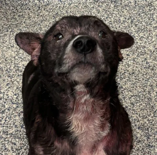 An adult medium-sized female Pit Bull Terrier dog named Jelly Bean for adoption in Golden, CO