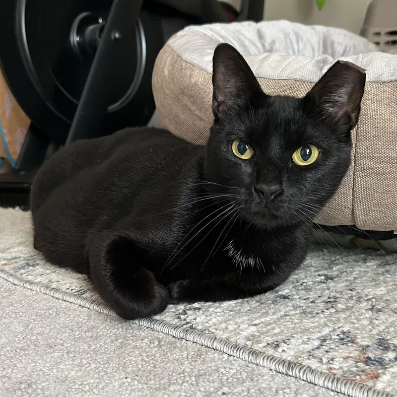 An adult large-sized female Black Domestic Short Hair cat named Tofu II for adoption in Houston, TX