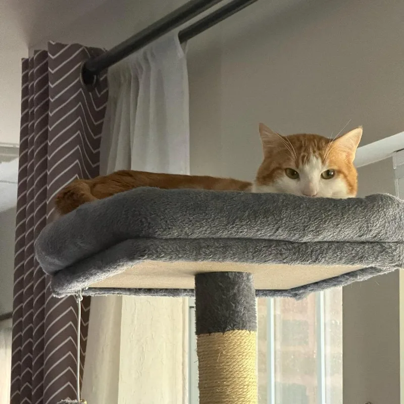An adult medium-sized male Orange & White Domestic Short Hair cat named Sorcerer for adoption in Evanston, IL
