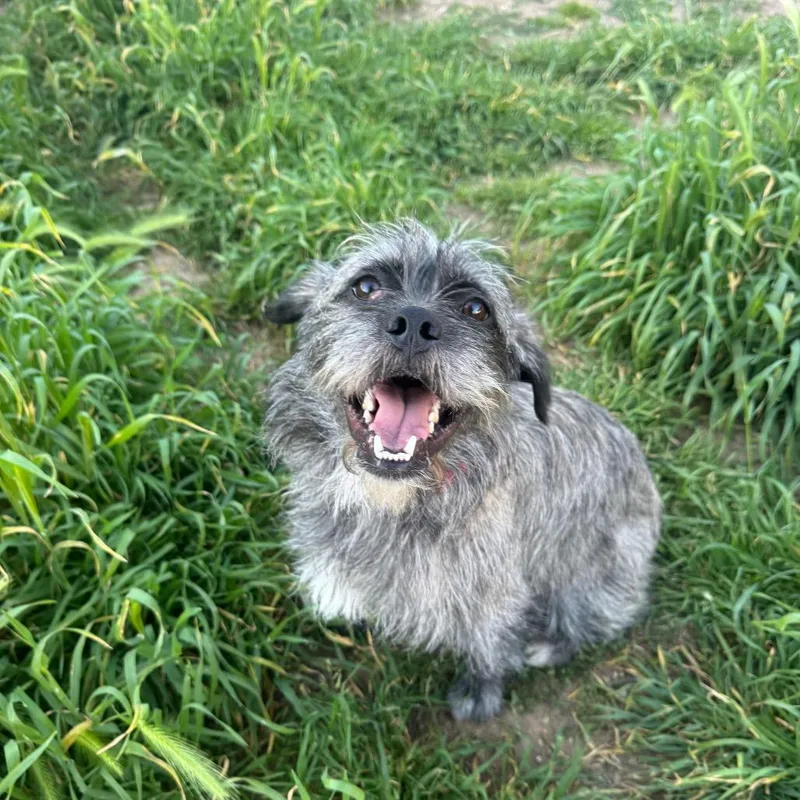 An adult medium-sized male Black Border Terrier dog named Socrates for adoption in Chico, CA