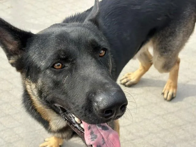 An adult large-sized male German Shepherd Dog dog named Panther for adoption in Tulsa, OK