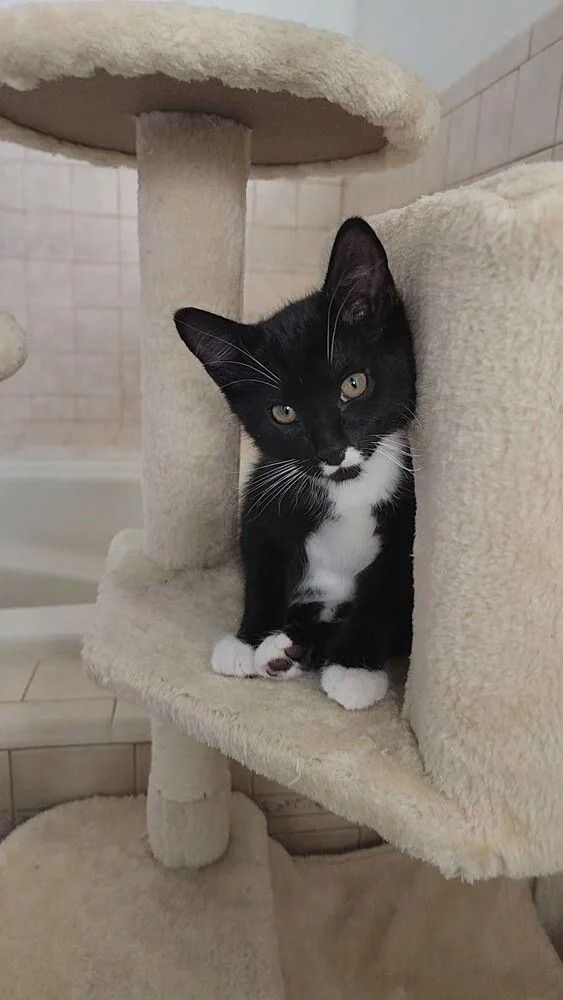 A baby small-sized male Black & White / Tuxedo Domestic Short Hair cat named Thor for adoption in Deltona, FL