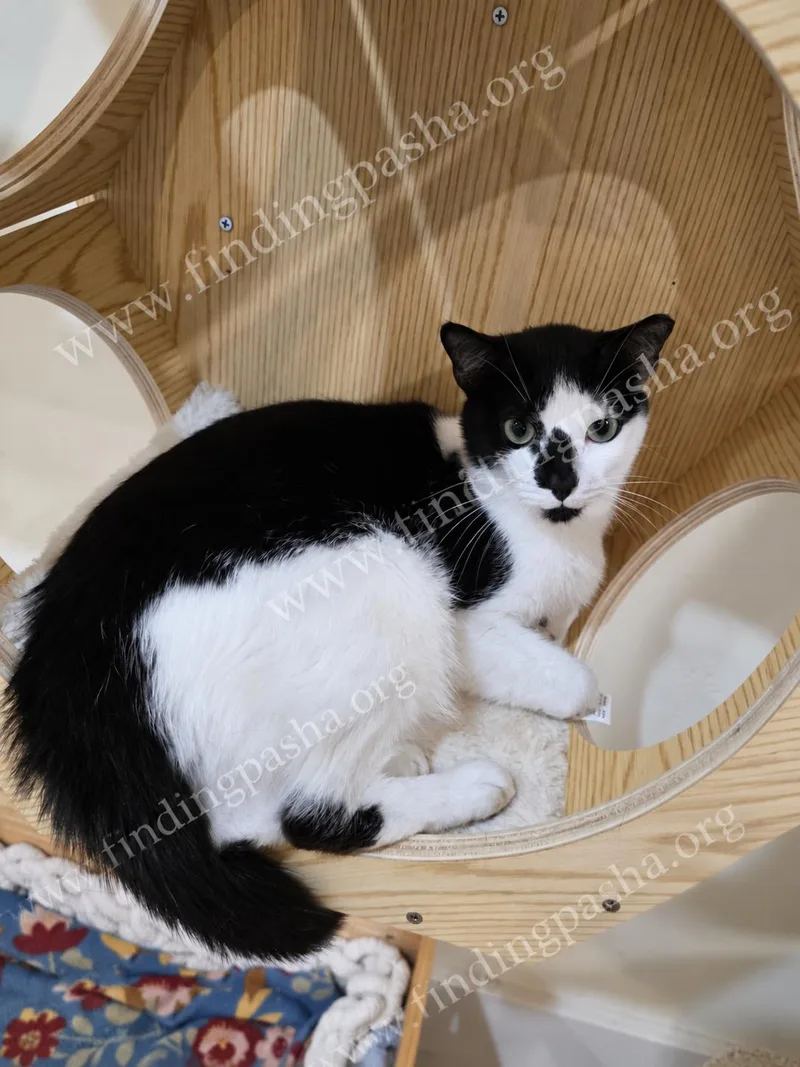 A young small-sized female Domestic Short Hair cat named Bubbles for adoption in Miami, FL
