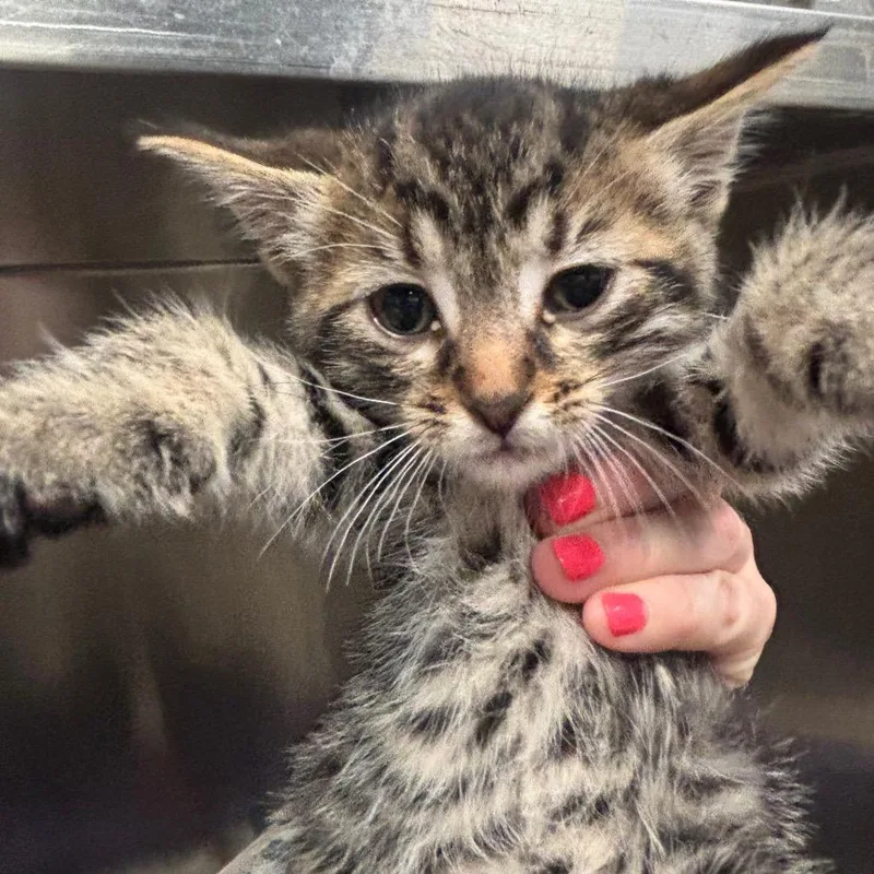 A baby small-sized male Brown / Chocolate Domestic Short Hair cat named McCoy C for adoption in Napoleon, OH