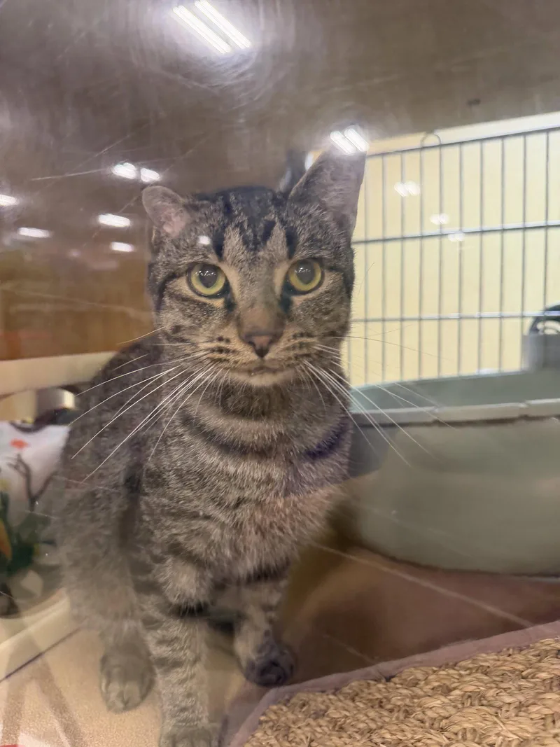 An adult medium-sized male Domestic Short Hair cat named Craig for adoption in Wheaton, IL