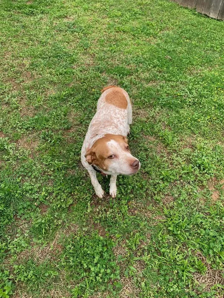 A senior large-sized female Cattle Dog dog named Remey for adoption in Shreveport, LA