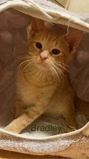 A baby medium-sized male Orange / Red Domestic Short Hair cat named Bradley for adoption in Oakland Park, FL
