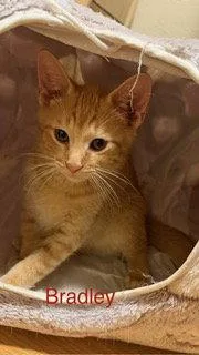 Bradley thumbnail 3