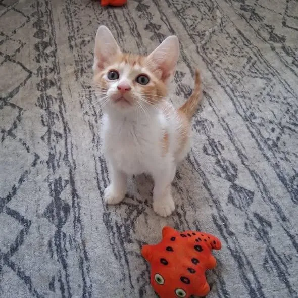 A baby small-sized female Cream / Ivory Domestic Short Hair cat named Donna for adoption in Miami, FL