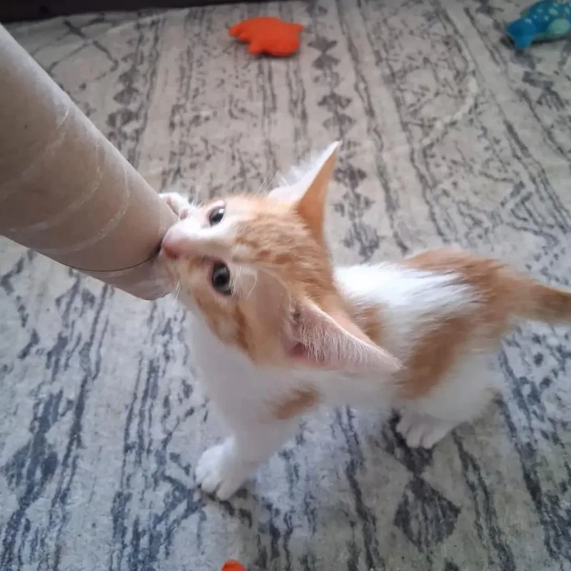 Donna thumbnail 6