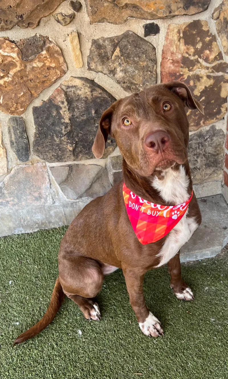 A young medium-sized female Brown / Chocolate Pit Bull Terrier dog named Daisy for adoption in Radcliff, KY