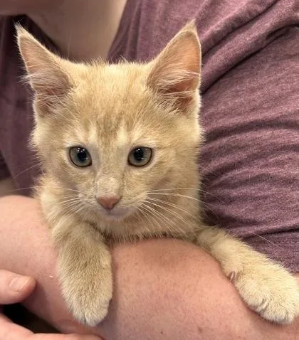 A baby small-sized male Domestic Short Hair cat named Barry for adoption in Fishers, IN