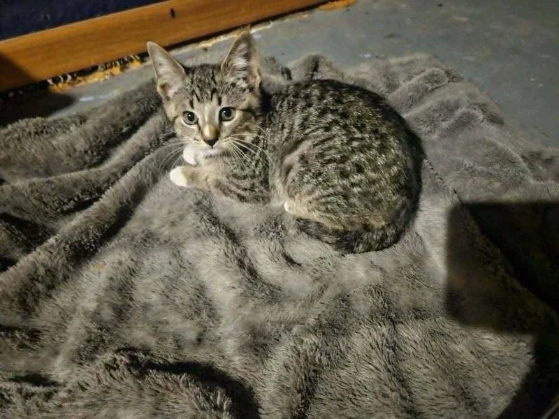 A baby small-sized male Domestic Short Hair cat named Benjamin Cunningham for adoption in Peoria, IL