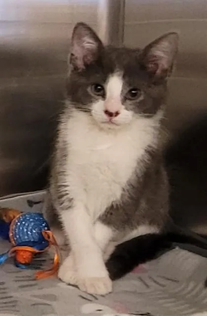 A baby small-sized female Domestic Short Hair cat named River for adoption in Saint Cloud, FL