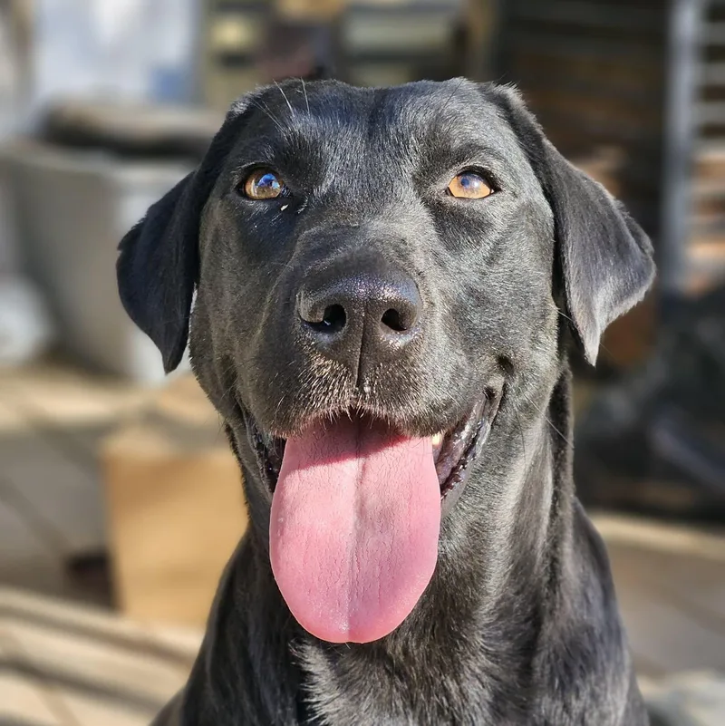 An adult large-sized male Black Black Labrador Retriever dog named Daisy Mae for adoption in Bethpage, NY