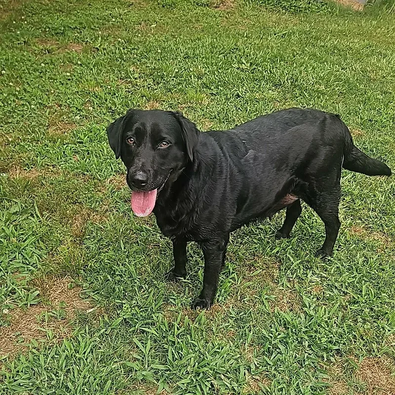 Daisy Mae thumbnail 2