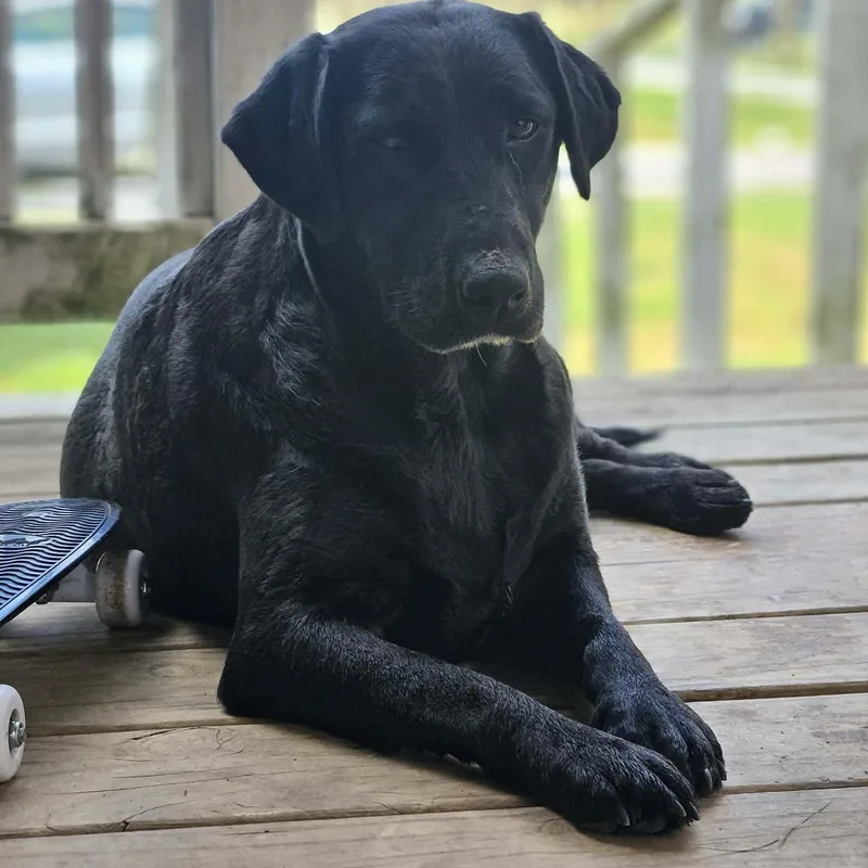 Daisy Mae thumbnail 3