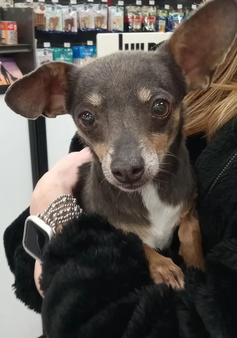 An adult small-sized female Brown / Chocolate Chihuahua dog named Penelope for adoption in Studio City, CA