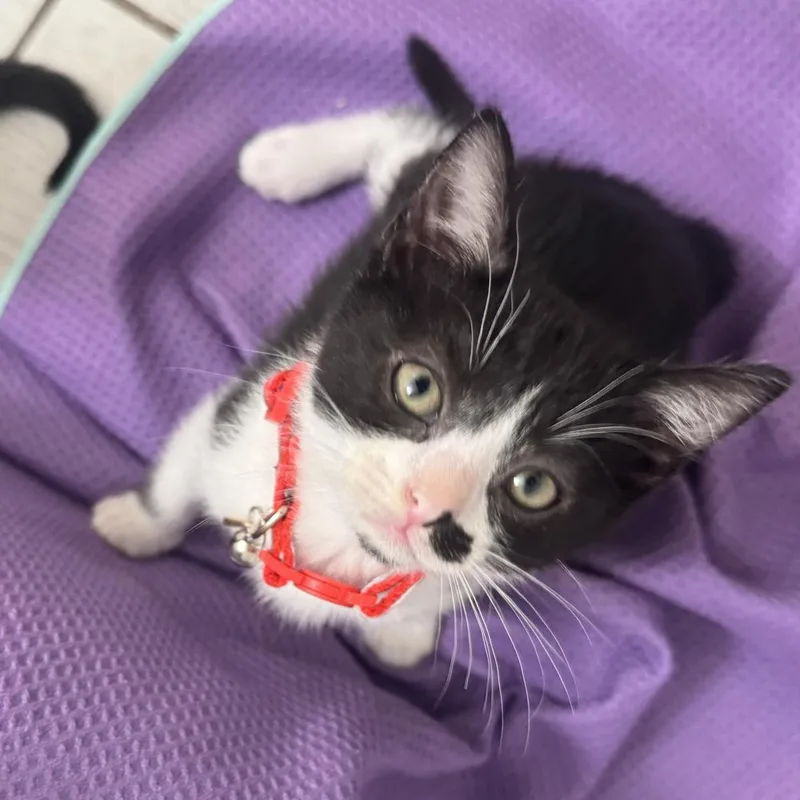 A baby small-sized male Black & White / Tuxedo Domestic Short Hair cat named Crimson for adoption in Dallas, TX