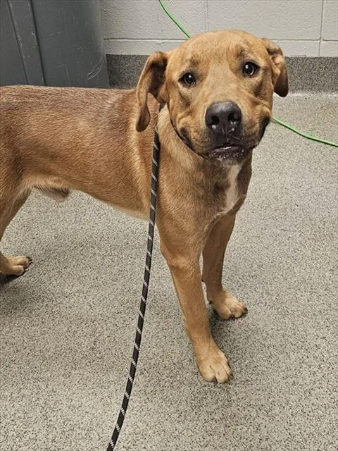 A young medium-sized male Pit Bull Terrier dog named Grin for adoption in Huntsville, AL
