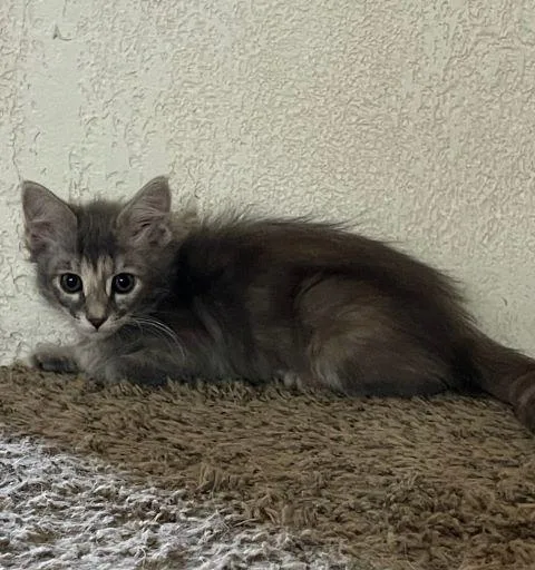A baby medium-sized female Gray & White Domestic Medium Hair cat named Bonnie for adoption in Fernley, NV