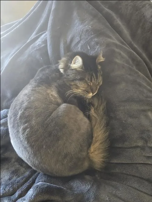 Crowley And Lil Bit thumbnail 4