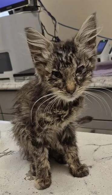 A baby small-sized female Domestic Short Hair cat named Odette for adoption in Lodi, CA