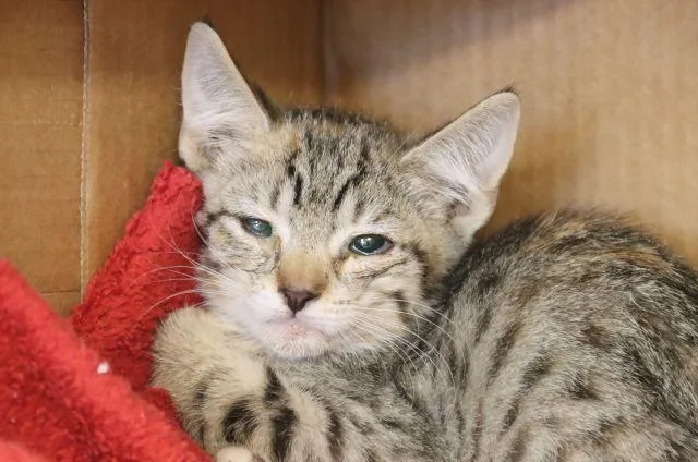A baby small-sized female Domestic Short Hair cat named Daphne for adoption in Tucson, AZ