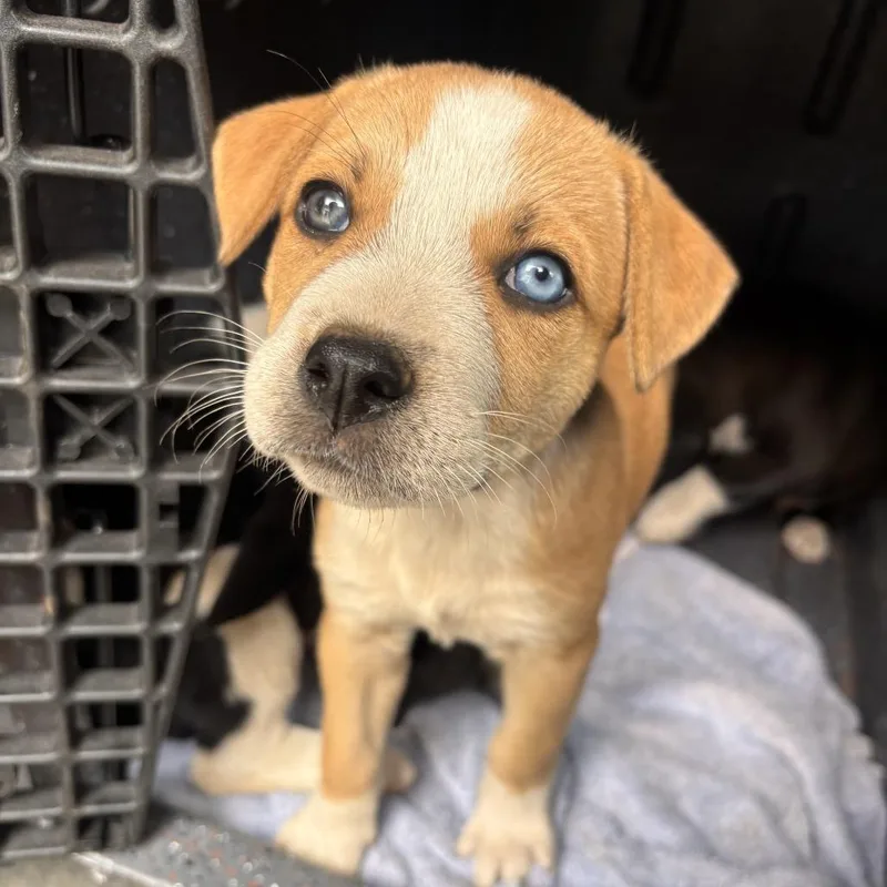 A baby medium-sized female Labrador Retriever dog named Bisque for adoption in Austin, TX