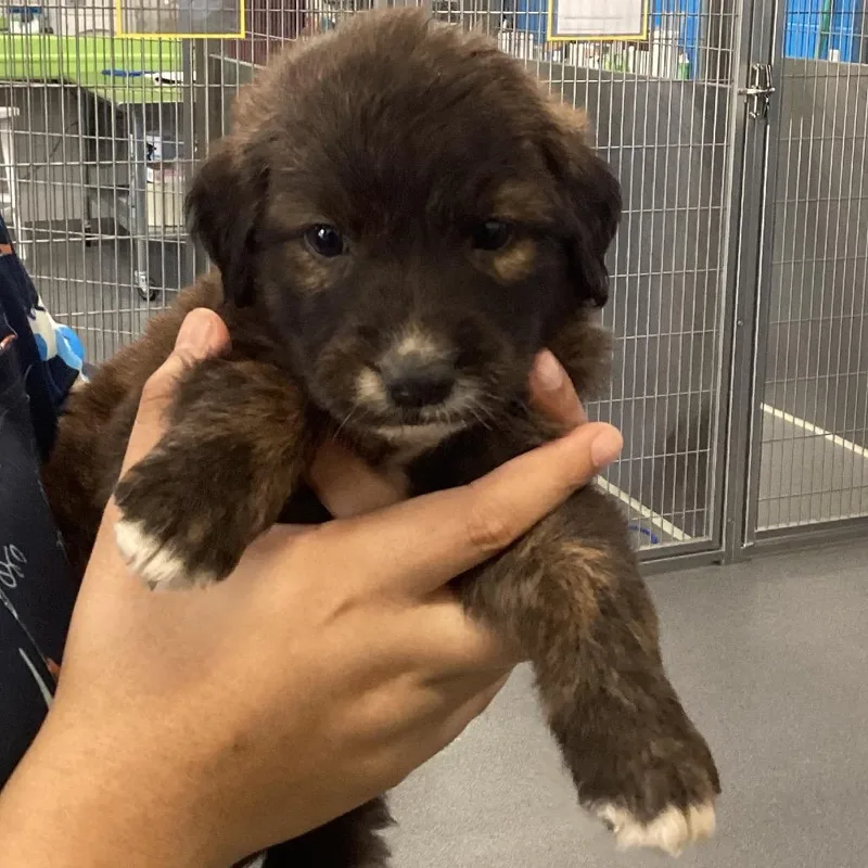 A baby small-sized female Shepherd dog named Indi for adoption in Montgomery, AL