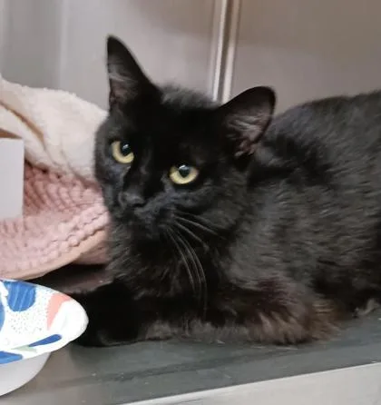 An adult small-sized female Domestic Short Hair cat named Belle for adoption in Clinton, MO