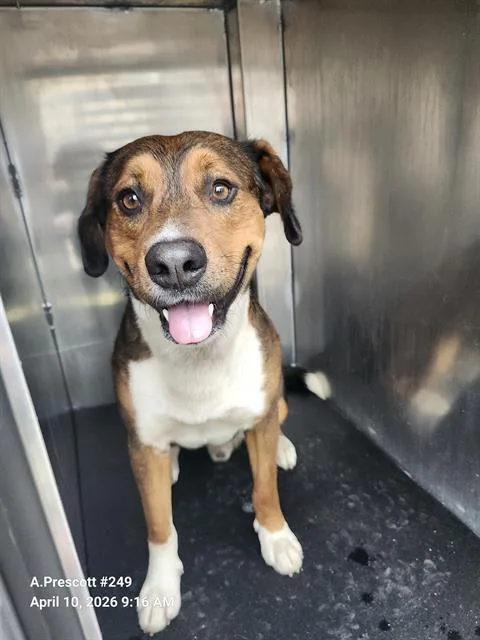 A young large-sized male American Staffordshire Terrier dog named Jeff for adoption in San Antonio, TX