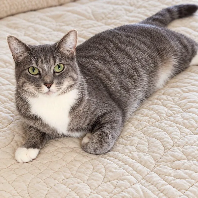 An adult medium-sized female Tabby (Gray / Blue / Silver) Domestic Short Hair cat named Bleu for adoption in Cranston, RI