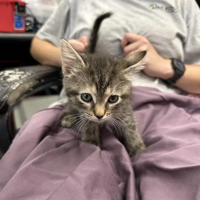 A baby small-sized female Brown / Chocolate Domestic Short Hair cat named Ochre for adoption in Oak Ridge, TN