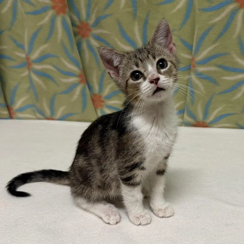A baby medium-sized male Tabby (Gray / Blue / Silver) Domestic Short Hair cat named Peter for adoption in Libertyville, IL