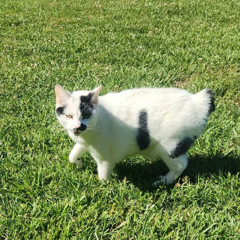 A senior large-sized female American Bobtail cat named Layah for adoption in Fort Payne, AL