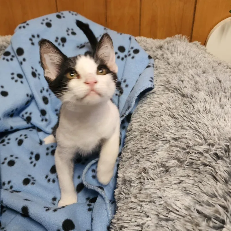 A baby medium-sized male Black & White / Tuxedo Domestic Short Hair cat named Oreo for adoption in Graham, WA