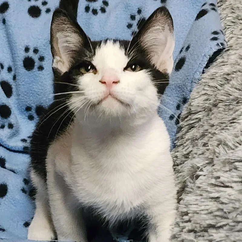 Oreo thumbnail 4