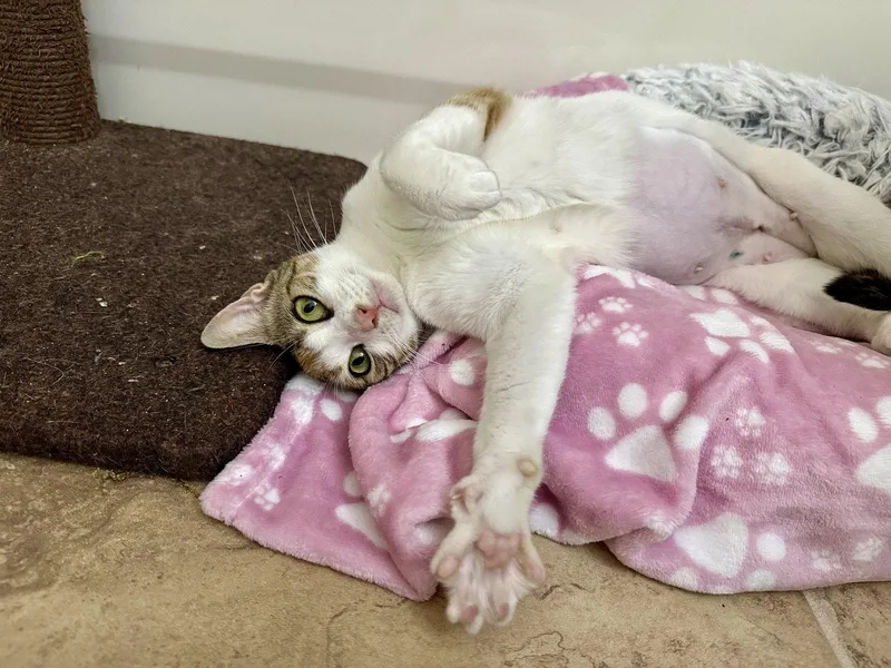 An adult small-sized female Domestic Short Hair cat named Bloom Castle for adoption in Longwood, FL