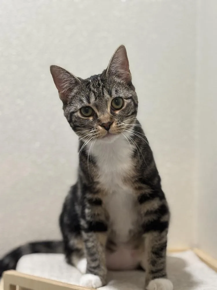 A young medium-sized female Domestic Short Hair cat named Kelly Clarkson for adoption in Dallas, TX