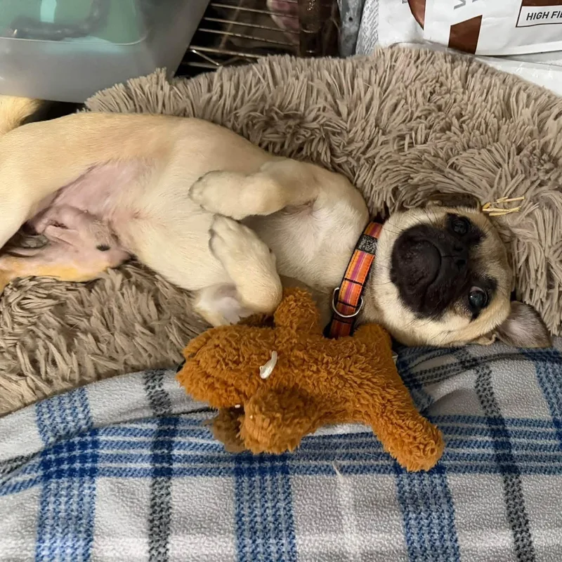 Ralphie